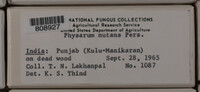 Physarum nutans image